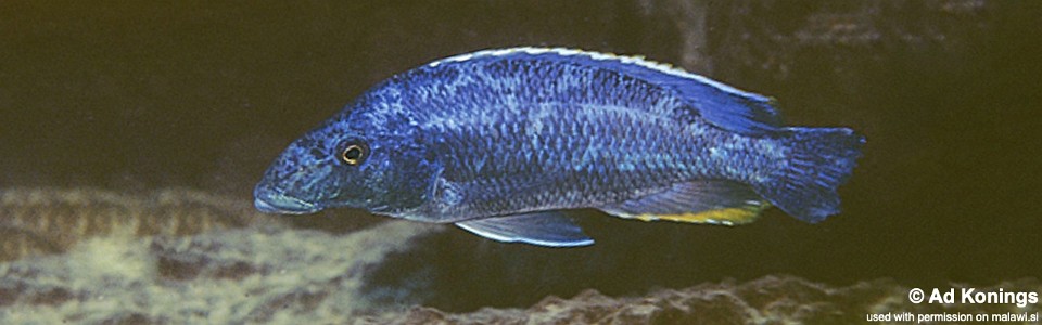 Nimbochromis linni 'Chizumulu Island'