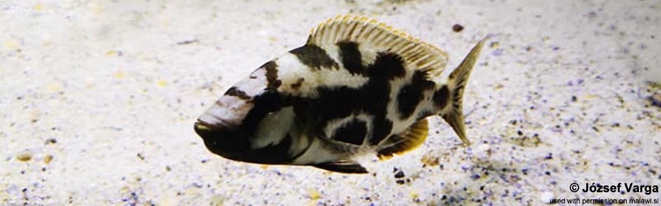 Nimbochromis livingstonii 'Chizumulu Island'