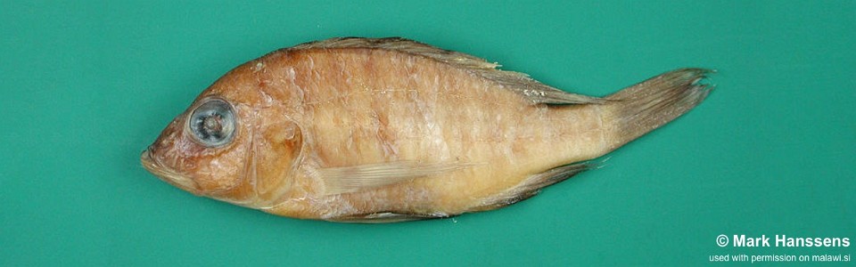 Placidochromis domirae 'Domira Bay'