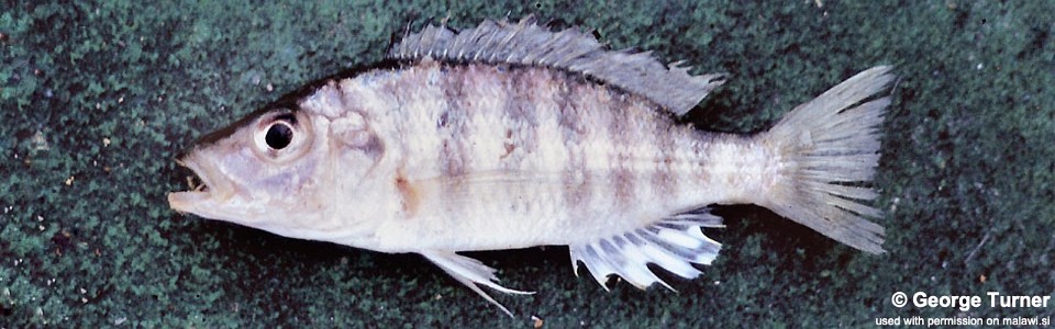 Placidochromis macrognathus 'Domira Bay'