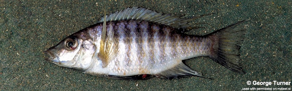 Placidochromis polli 'Domira Bay'