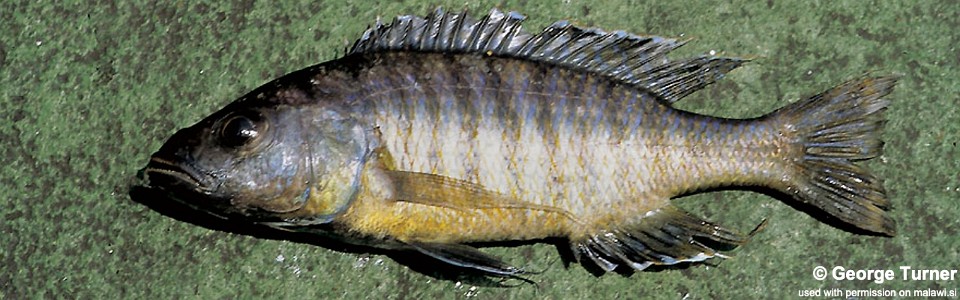 Sciaenochromis benthicola 'Domira Bay'