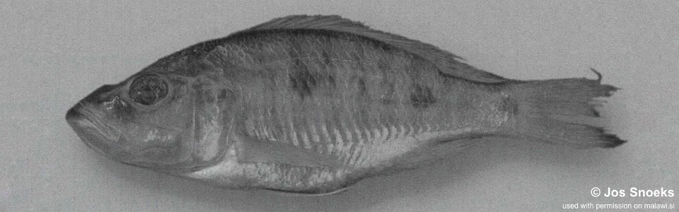 Stigmatochromis sp. 'big-head' Domira Bay