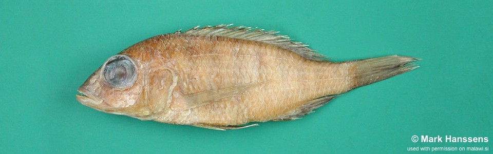 Placidochromis mbunoides 'Domwe Island'