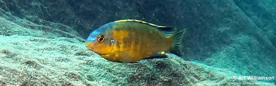 Tropheops sp. 'mbenji yellow' Fuawe Island