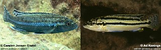 Melanochromis simulans 'Gome Rock'.jpg