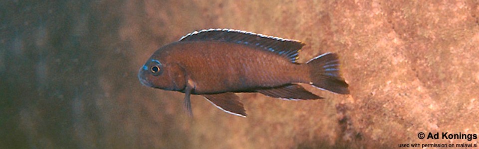 Chindongo sp. 'elongatus mbenji brown' Jalo Reef