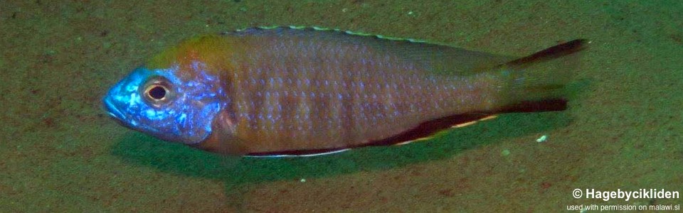 Nyassachromis prostoma 'Jalo Reef'