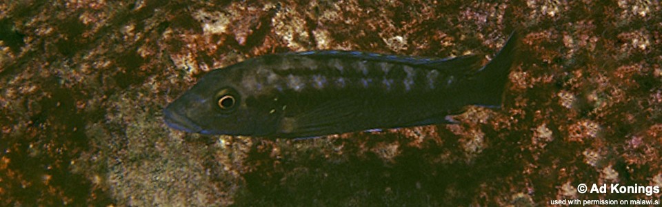 Melanochromis mpoto 'Kakusa'