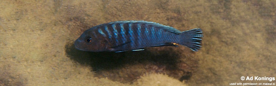 Pseudotropheus fuscus 'Kande Island'
