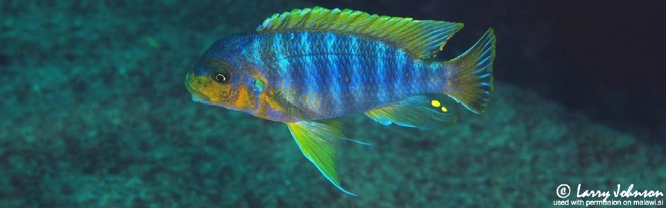 Petrotilapia palingnathos 'Linganjala Reef'