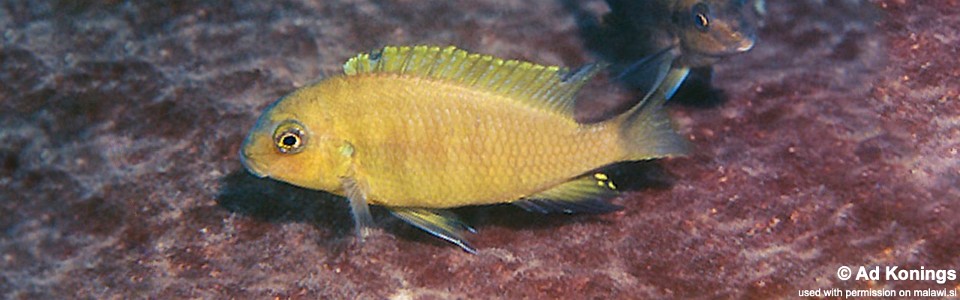 Tropheops macrophthalmus 'Linganjala Reef'