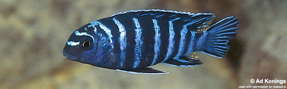 Tropheops sp. 'elongatus chizumulu' Linganjala Reef
