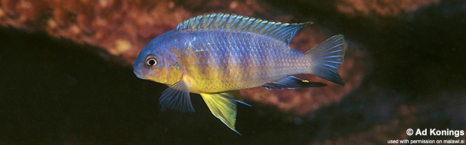 Tropheops sp. 'yellow chin' Linganjala Reef