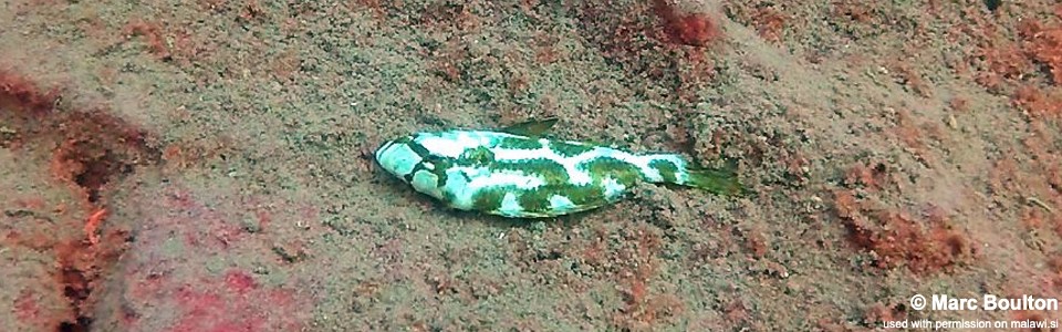 Nimbochromis livingstonii 'Lion's Cove'