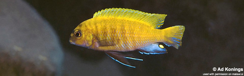 Tropheops sp. 'red fin' Lumbaulo