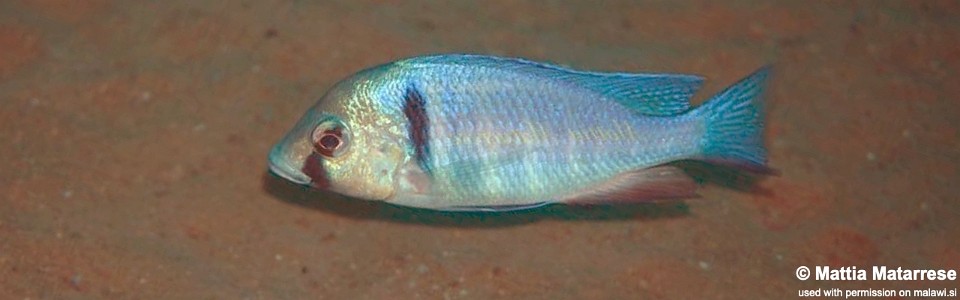 Placidochromis electra 'Maingano Island'