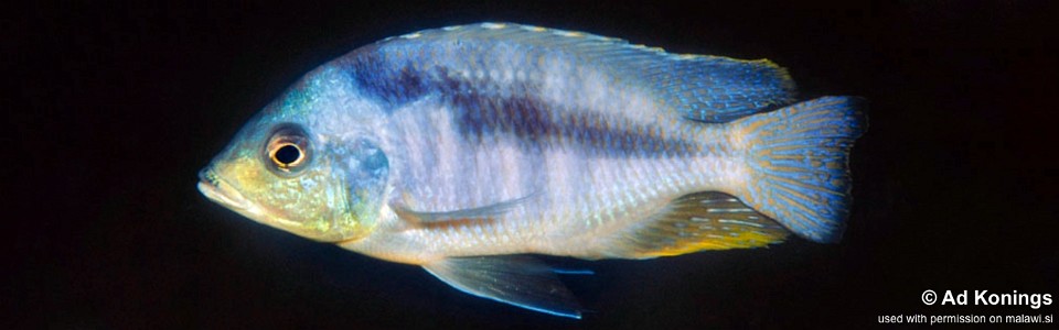 Mylochromis sp. 'mollis chitande' Maison Reef