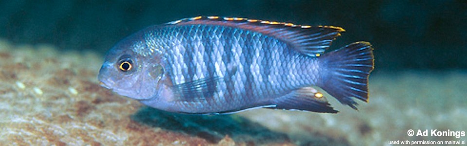 Tropheops sp. 'chilumba' Maison Reef