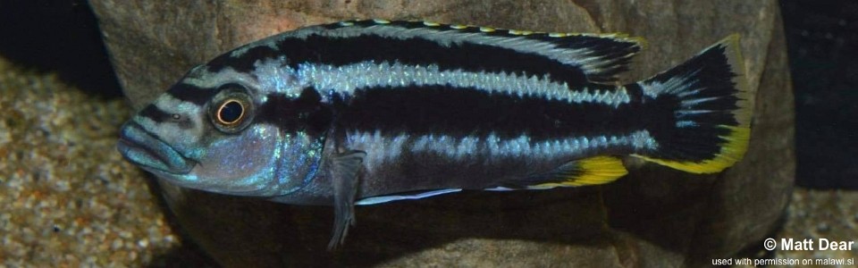 Melanochromis kaskazini 'Manda'