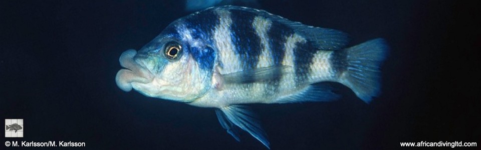 Placidochromis milomo 'Mandalawi Reef (Rhoade's Bank)'