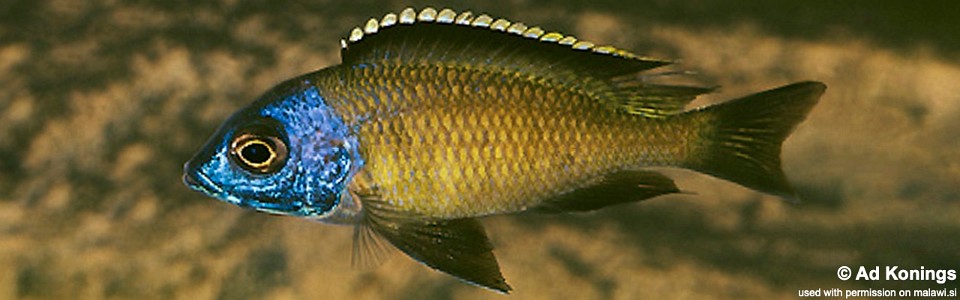 Placidochromis sp. 'electra superior' Mandalawi Reef<br><font color=gray>Placidochromis sp. 'mbamba'</font> 