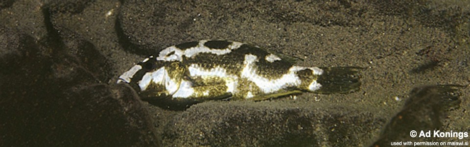Nimbochromis livingstonii 'Mara Rocks'