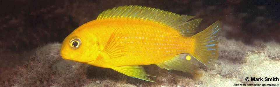 Tropheops sp. 'yellow chin' Masimbwe Island