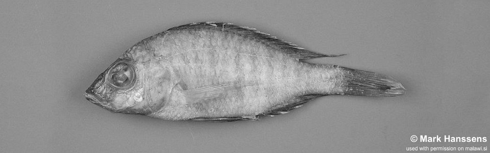 Placidochromis borealis 'Matema'