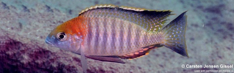 Lethrinops turneri 'Mazinzi Reef'<br><font color=gray>Lethrinops sp. 'red cap tsano' Mazinzi Reef</font>