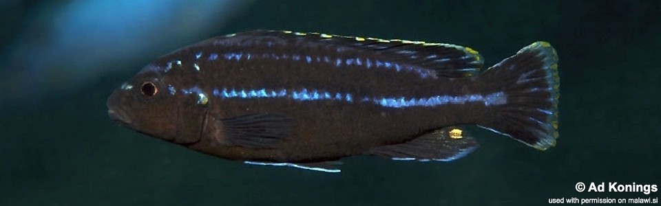Melanochromis sp. 'parallelus mbweca' Mbweca Rocks