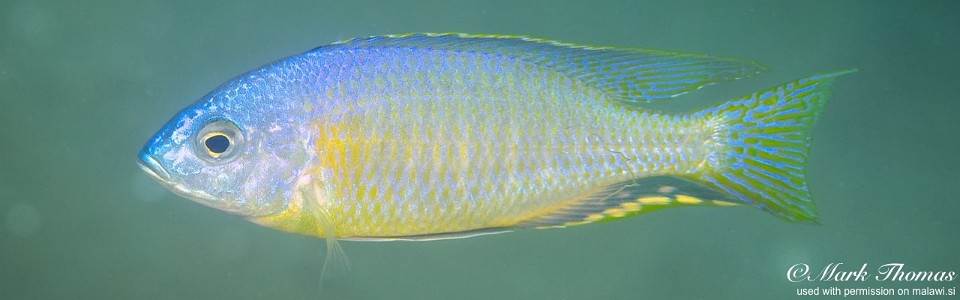 Nyassachromis microcephalus 'Mdoka'