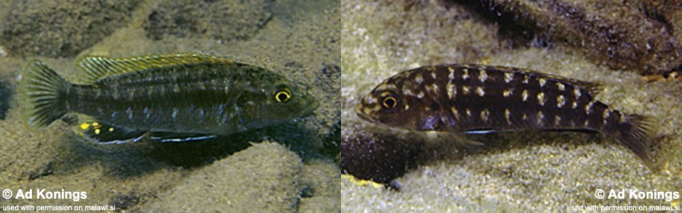 Melanochromis baliodigma 'Membe Island'