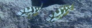 Nimbochromis livingstonii 'Membe Point'.jpg