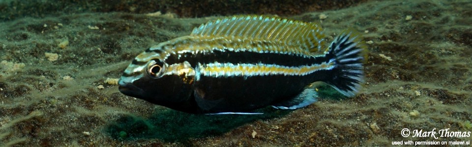 Melanochromis auratus 'Mitande Reef'