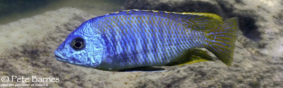 Otopharynx sp. 'heterodon nankumba' Mitande Reef