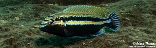 Melanochromis auratus 'Mitande Reef'.jpg