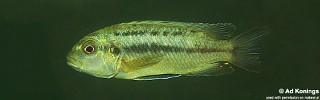 Melanochromis robustus 'Mumbo Island'.jpg