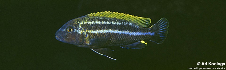Melanochromis heterochromis 'Nakantenga Island'