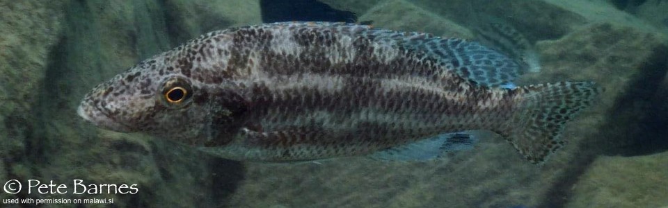 Nimbochromis linni 'Nakantenga Island'