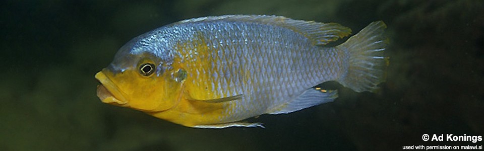 Petrotilapia sp. 'yellow chin' Nakantenga Island