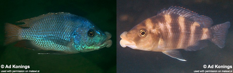 Placidochromis milomo 'Nakantenga Island'
