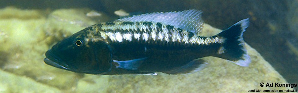 Tyrannochromis polyodon 'Nakantenga Island'