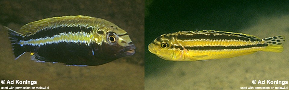 Melanochromis auratus 'Namalenje Island'