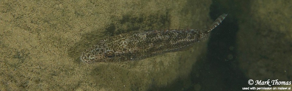 Nimbochromis linni 'Namalenje Island'