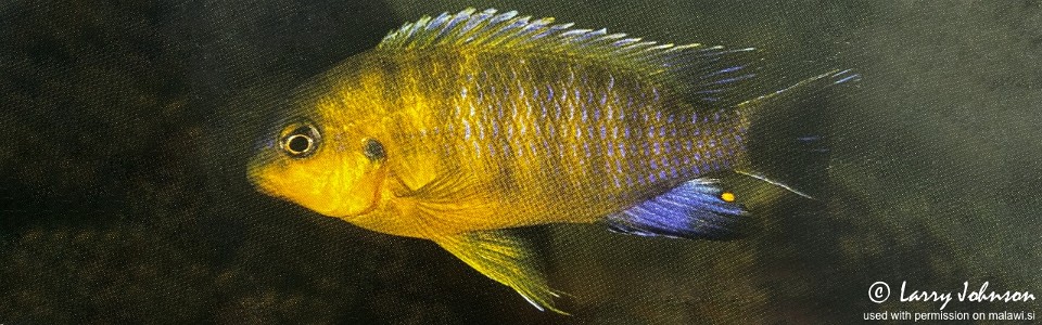 Tropheops sp. 'maleri yellow' Nankoma Island
