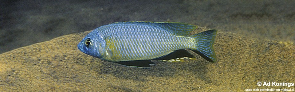 Nyassachromis microcephalus 'Ntekete'