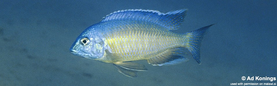Nyassachromis nigritaeniatus 'Ntekete'