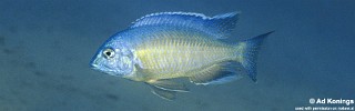 Nyassachromis nigritaeniatus 'Ntekete'.jpg
