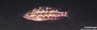 Nimbochromis polystigma 'Otter Point'.jpg